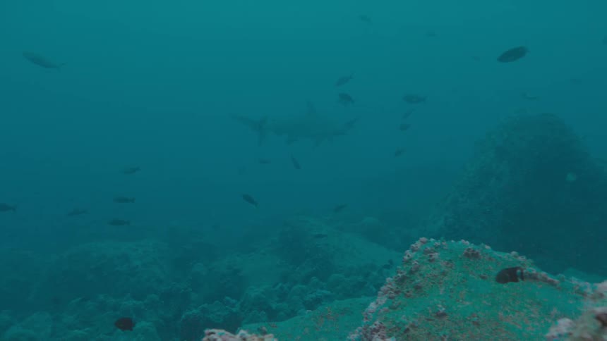 A shark swims through a group of fish near the sea floor during the day