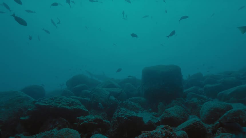 Fish are swimming in the ocean
