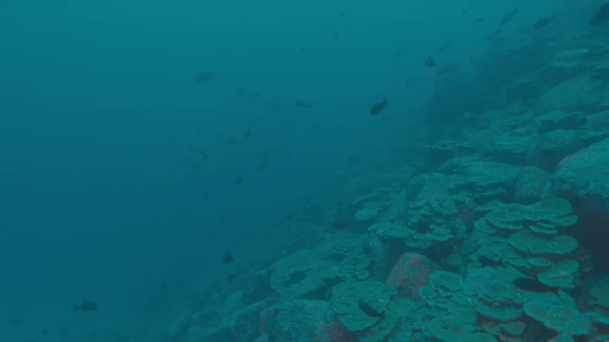 Fishes swimming over a coral reef on the murky blue ocean waters