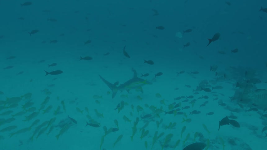 The fish swim close to the sand underwater