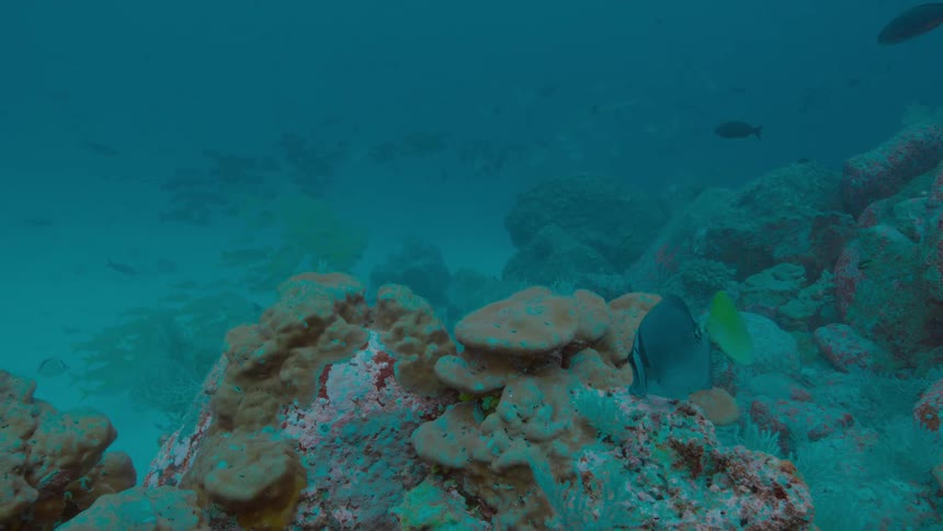Fish feeding on a coral reef at the bottom of the blue ocean waters