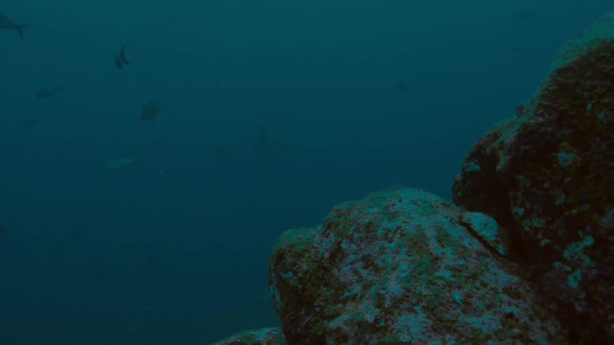 Fish are swimming under water in the ocean