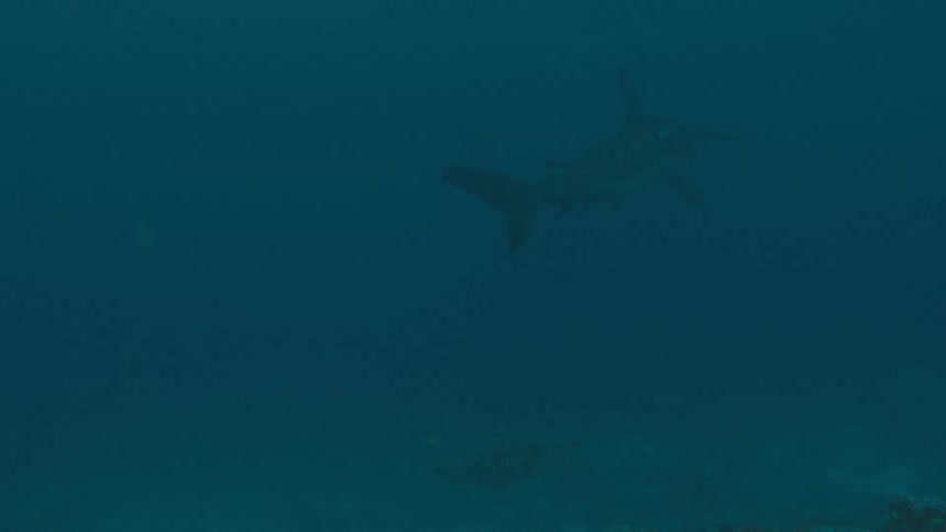 A view of a shark swimming in the ocean