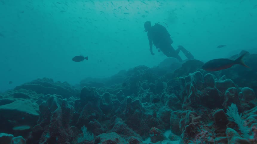 Scuba diver swims through murky water over coral reef near fish