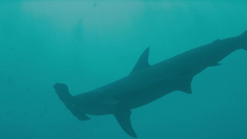 A shark swimming underwater in the ocean with bubbles