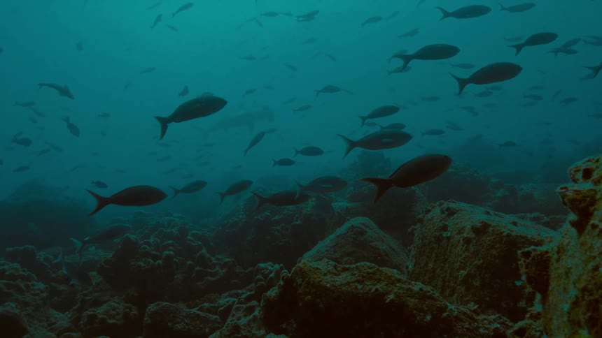 Under water footage of fish swimming in the ocean