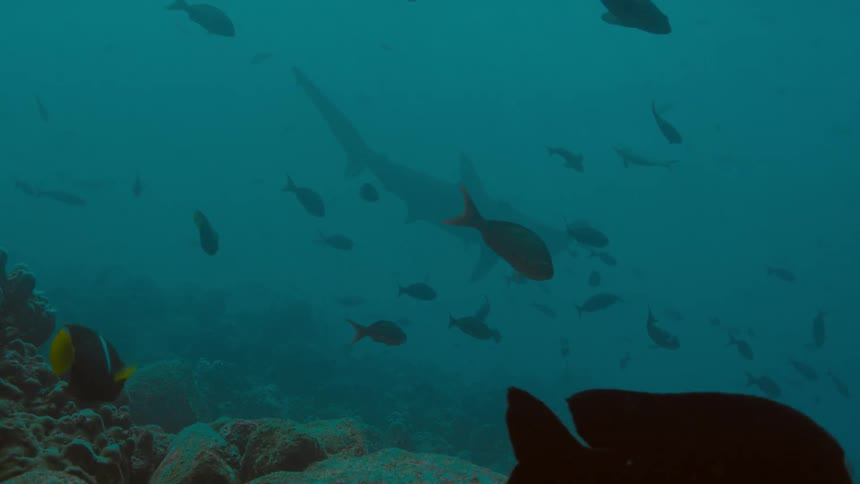 Fish are swimming at the bottom of the ocean