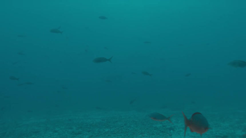 Fishes swimming underwater in the ocean