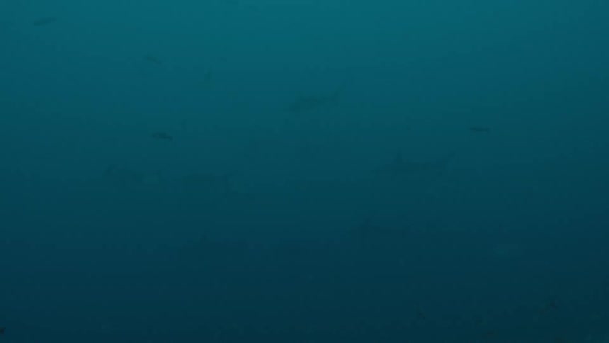 Silhouette of sharks swimming in the distance on the murky ocean waters