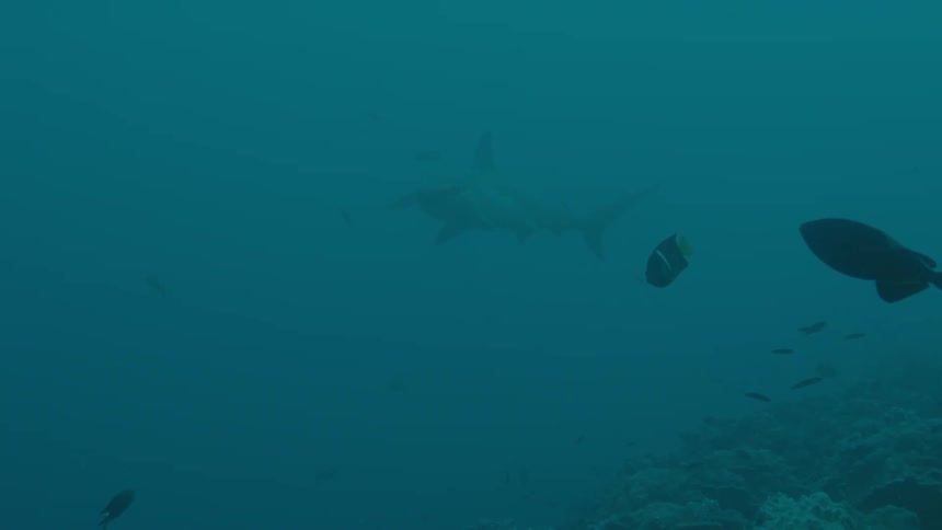 School of fishes