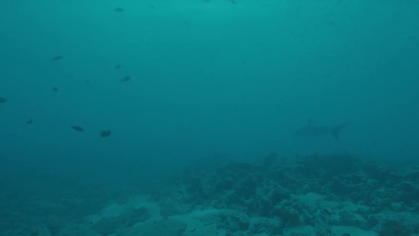 The fish swim in the murky water