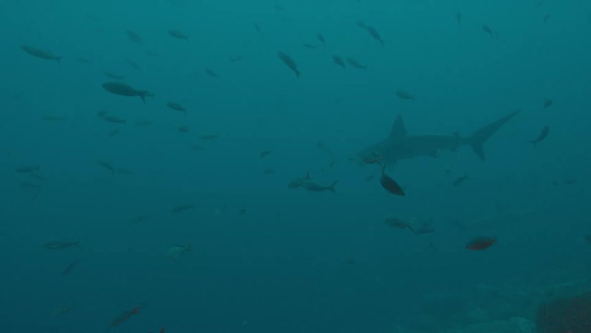 Shark and other fish swim through murky blue water above reef