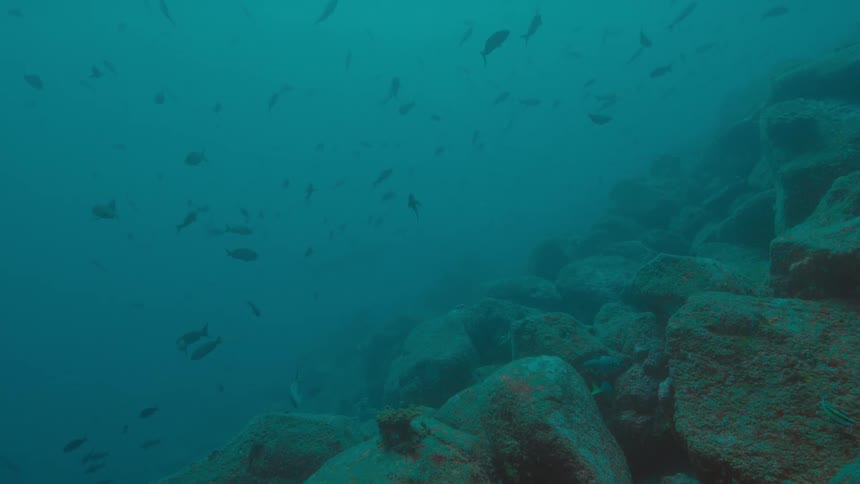 A view of fish swimming around under water