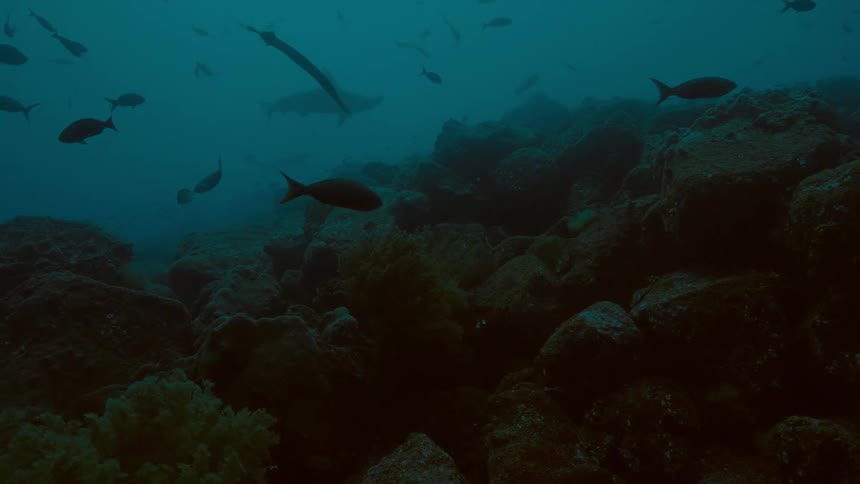School of fishes