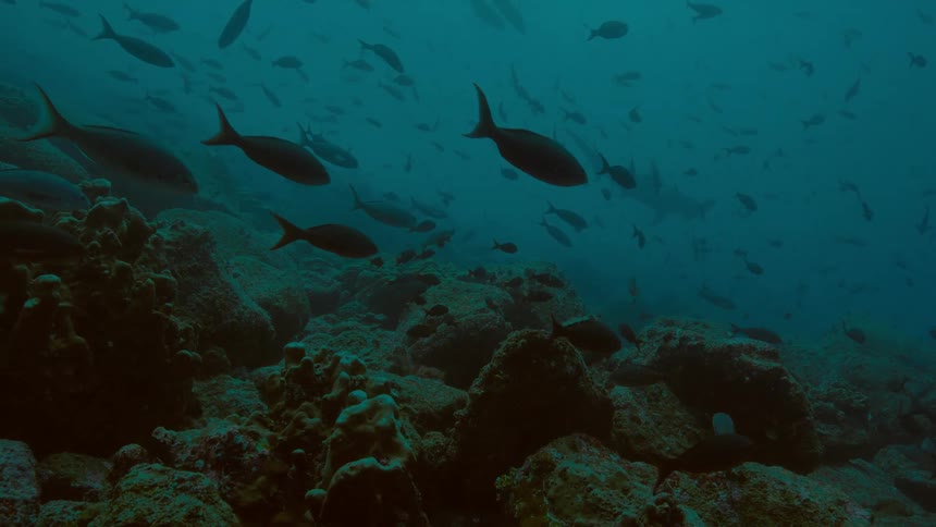 Many fish swim near the coral in the ocean