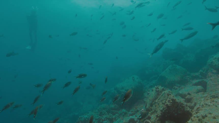 A person with scuba gear swimming underwater with fishes