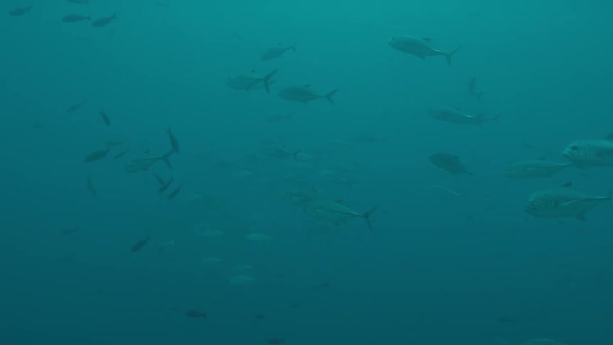 A school of fish that are possibly tuna swim through cloudy blue water