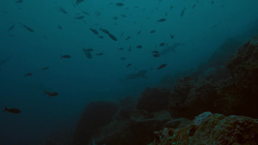 Sharks and fishes swimming underwater in the ocean