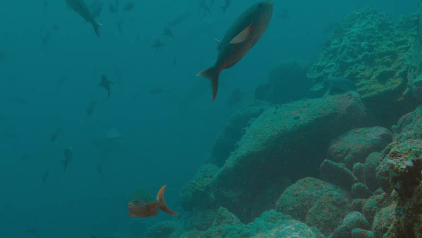 School of fishes