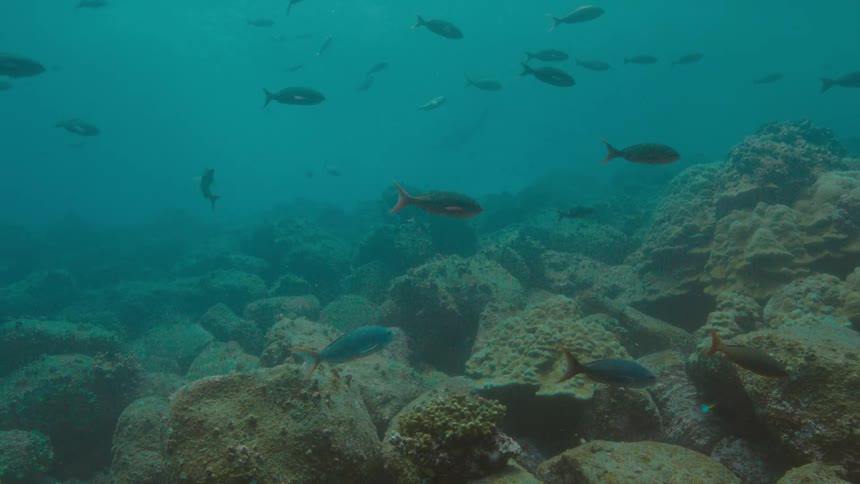 School of fishes