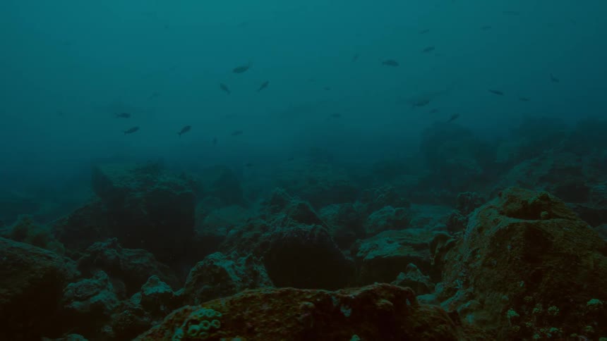 The fish swim in the murky waters