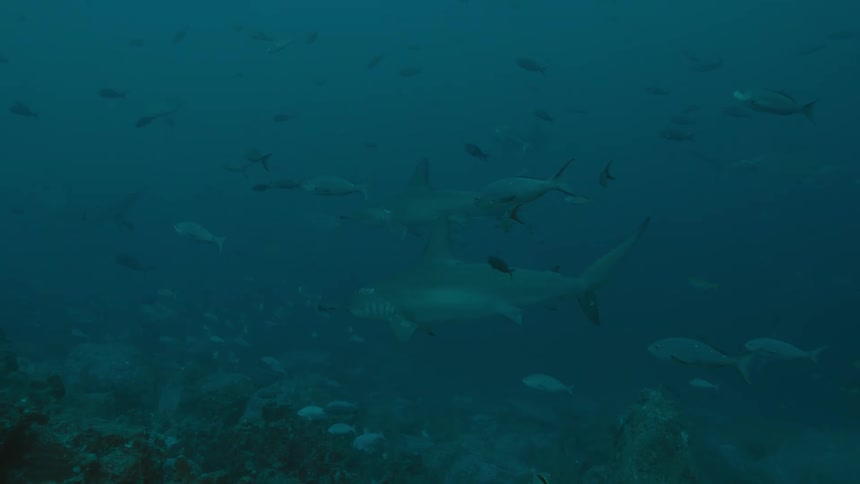 A few sharks slowly glides deep underwater as smaller fish swim nearby
