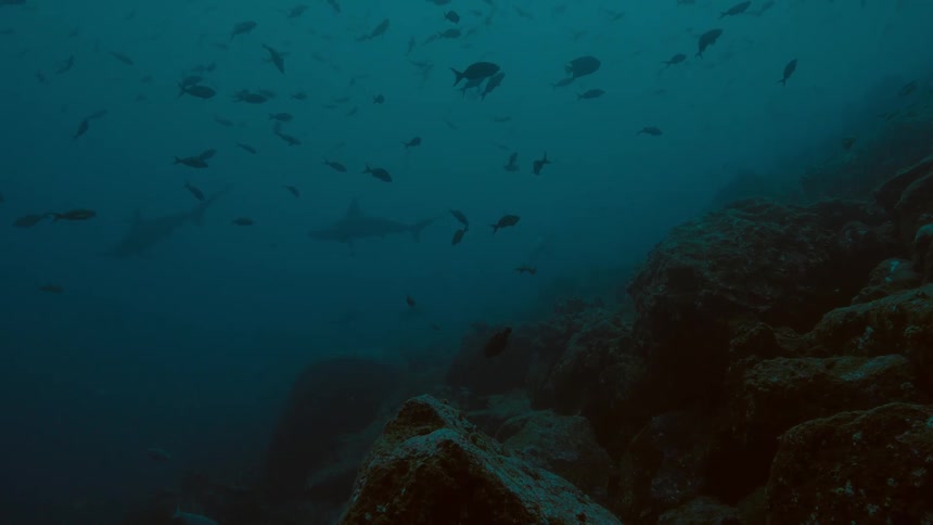The silhouettes of fish and sharks swimming near the reef