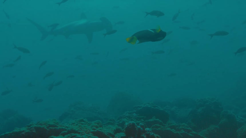 Hammerhead shark swimming among fishes near a coral reef in the blue murky ocean waters