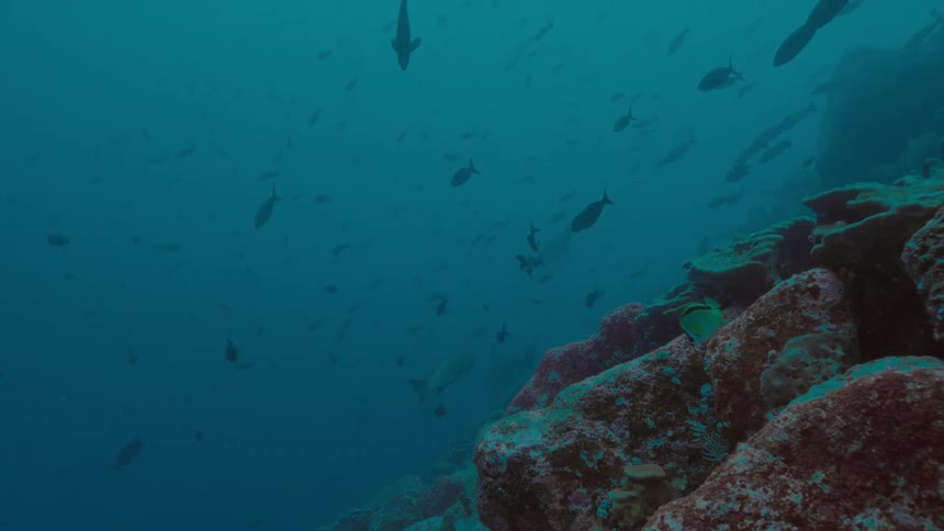 Fish swim near the coral near the bottom of the ocean