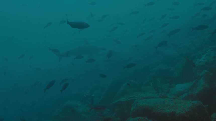 Fishes swimming underwater in the ocean next to a coral reef