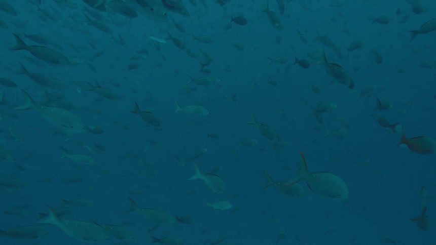 The school of fish swim down underwater