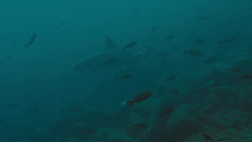 A shark swims among hundreds of fish near large rocks in the ocean