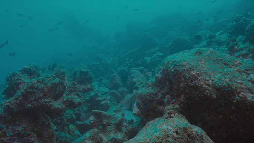 Fish swim near the coral at the bottom of the ocean