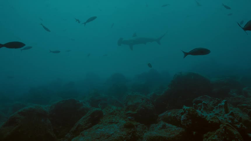 A shark and fishes swimming underwater in the ocean