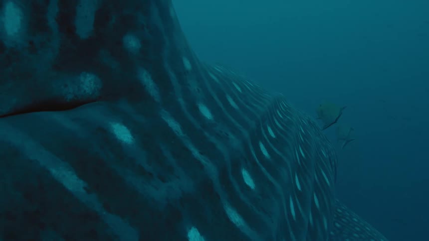 Spotted and striped basking shark swims through murky water accompanied by small fish