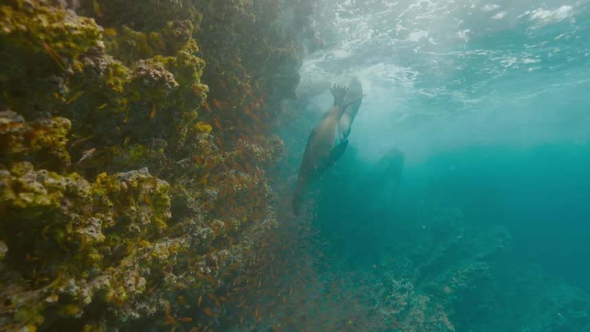 Group of seals swimming close to the a rugged rock wall covered in corals