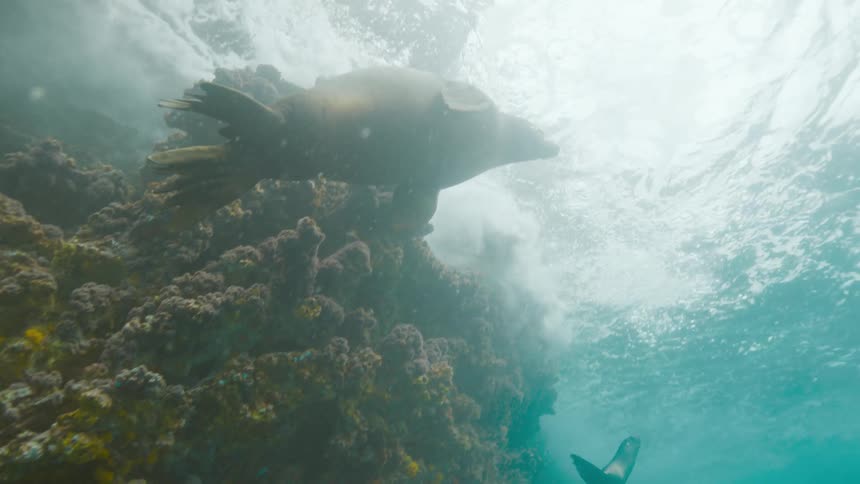 Two seals swim towards the surface of the water