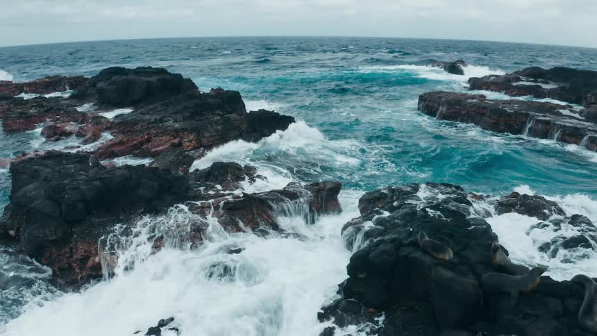 Seals relax on rocks as ocean waves crash around them