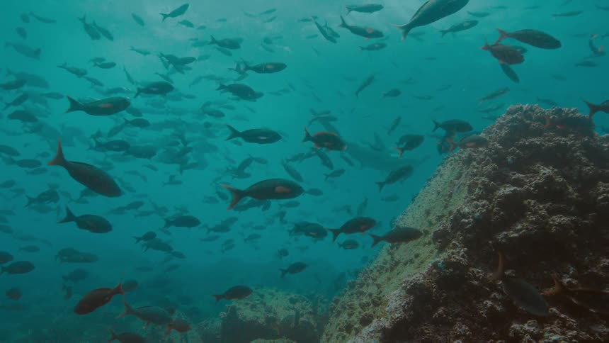 Underwater shot of a school of fish