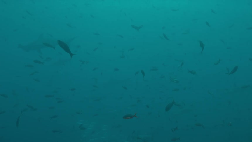 A shark swims among hundreds of fish in the ocean