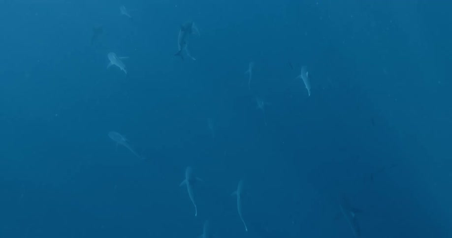 Fish are swimming in the ocean water