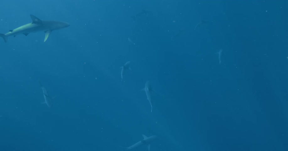 A group of sharks swimming outdoors