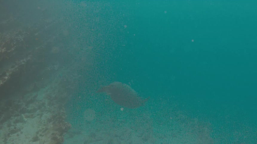A seal slowly swims by a large shelf of coral through water filled with bubbles
