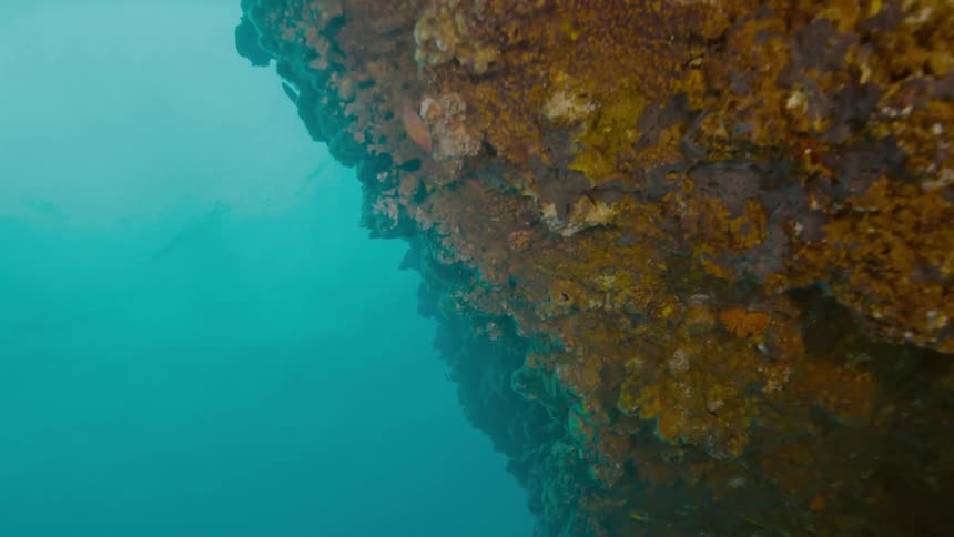 Fish swim around coral reef in the ocean
