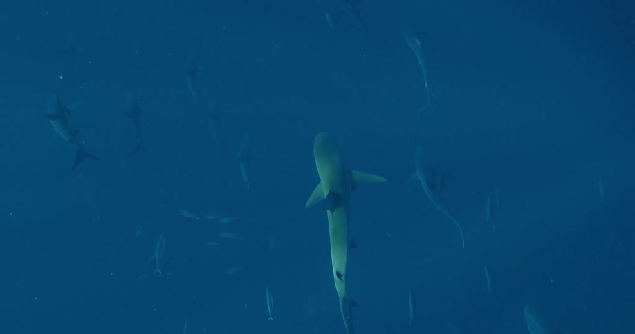 Sharks swimming underwater in the ocean