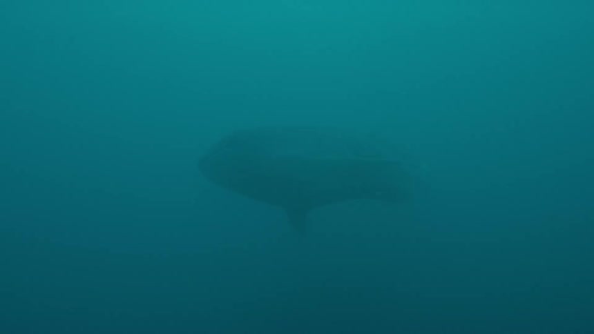 Underwater shot following a large fish