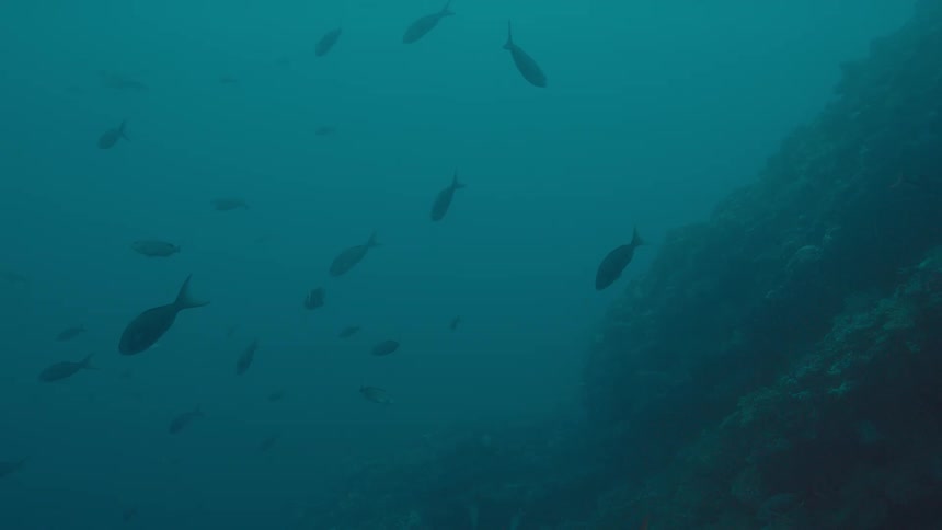 School of fishes