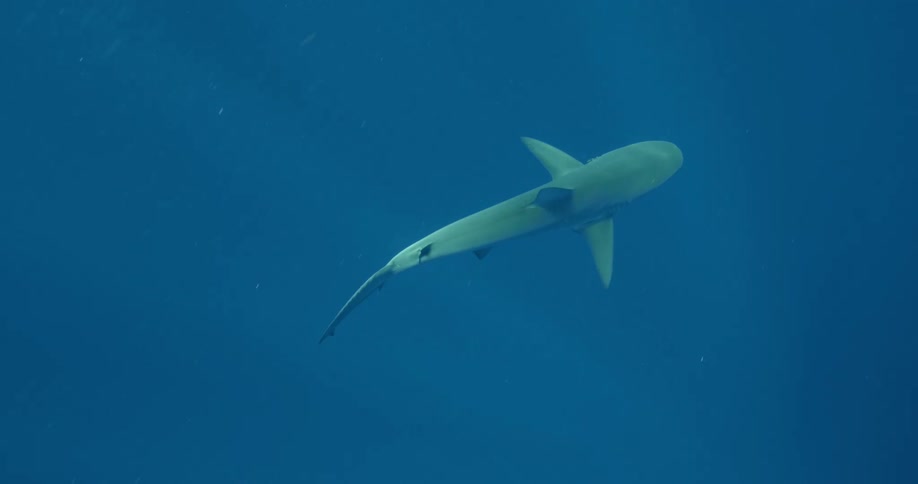 A large shark slowly swims through a blue ocean