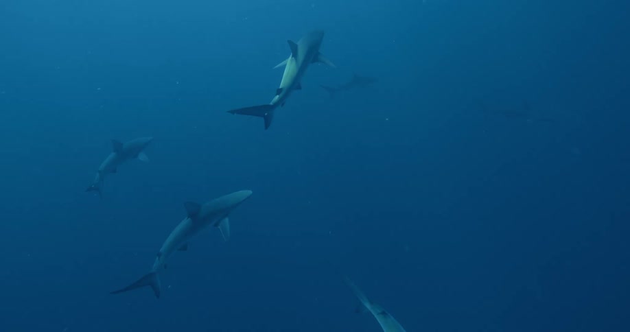 Sharks swimming underwater in the ocean