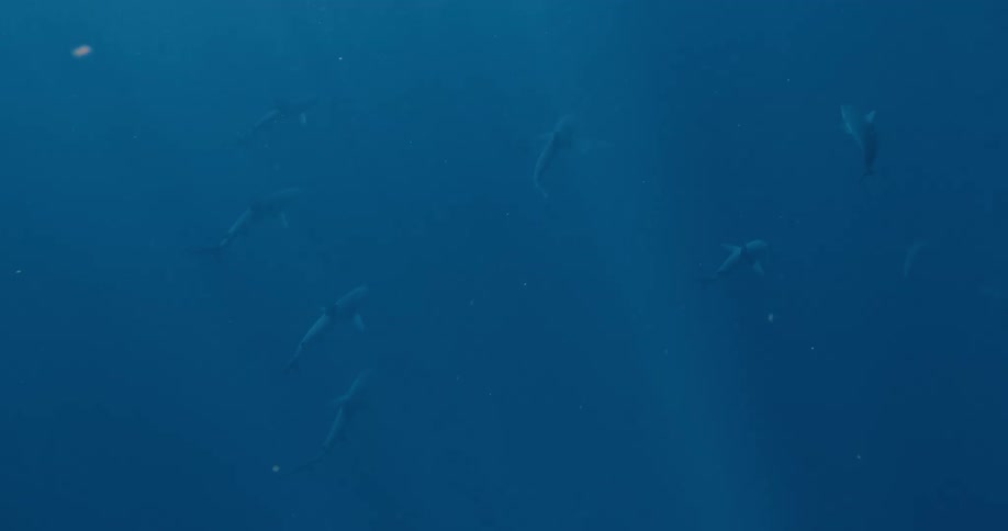 A view of fish swimming in the ocean